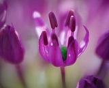Purple Floret_49155